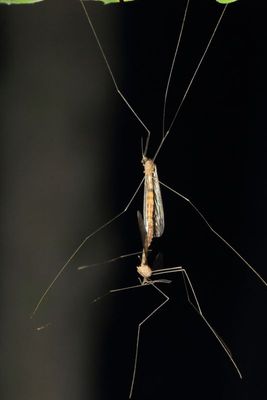 Tipulomorpha - Crane Flies