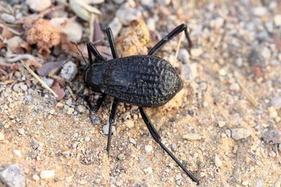 Coleoptera of the UAE