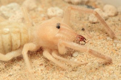 Arthropods of the UAE
