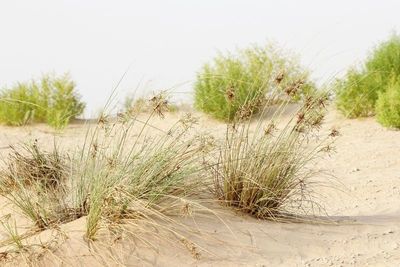 Nature of The UAE