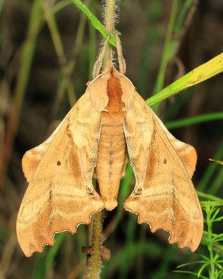 Family Sphingidae - Hawk Moths