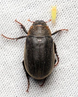 Family Scarabaeidae - Scarabs