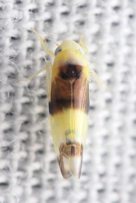 Family Cicadellidae - Leafhoppers