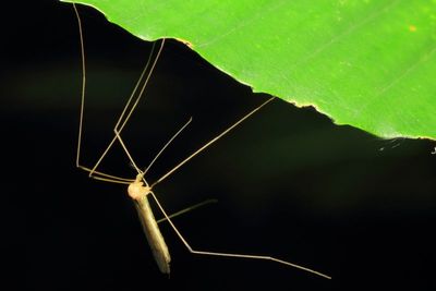 Family Limoniidae (Hexatomini)