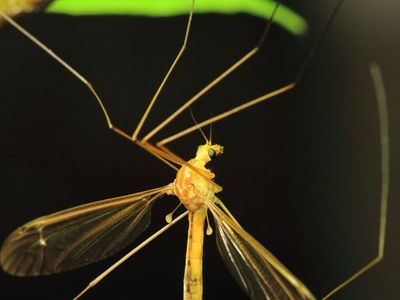 Tipulomorpha - Crane Flies