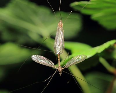 Dolichopeza (Oropeza) obscura (Dolichopezinae)