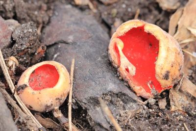 Ascomycota (Sac Fungi)