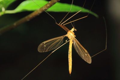 Nephrotoma euceroides