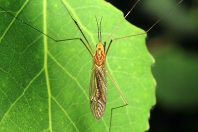 Tipulomorpha - Crane Flies