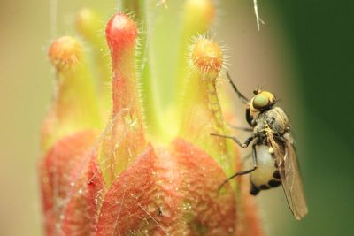 Family Agromyzidae - Leaf Miner Flies