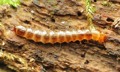Family Pyrochroidae - Fire-colored Beetles