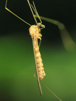 Tipulomorpha - Crane Flies