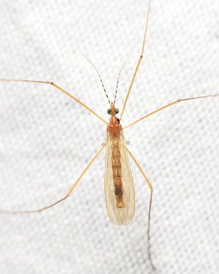 Family Limoniidae (Hexatomini)