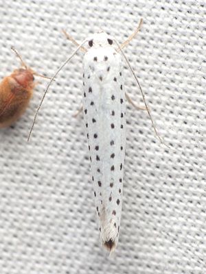 Superfamily Yponomeutoidea - Ermine Moths & kin