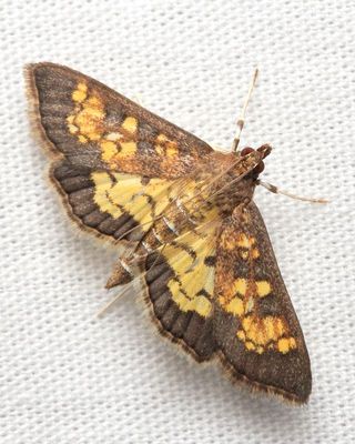 Family Crambidae - Crambid Snout Moths