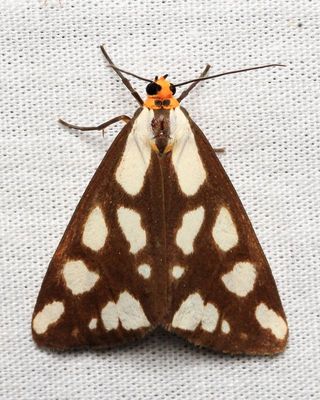 Arctiinae (Tiger Moths)
