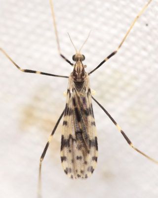 Family Limoniidae (Eriopterini)