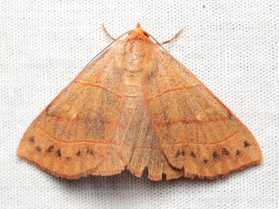 Family Erebidae