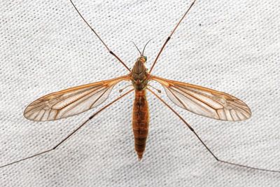 Angarotipula illustris