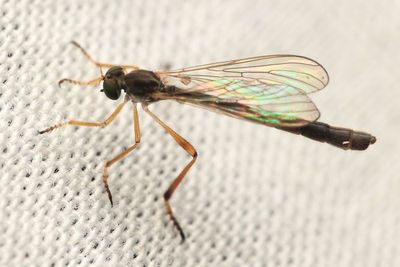 Leptogaster flavipes (Leptogastrinae)