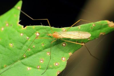 Atarba picticornis
