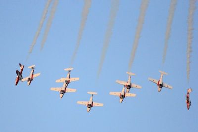 CF Snowbirds palm