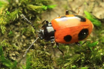 Family Endomychidae - Handsome Fungus Beetles