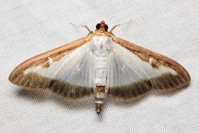 Box Tree Moth, Hodges#5199.4 Cydalima perspectalis