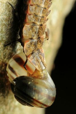 Pyractomena borealis larva