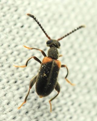 Elonus basalis, family Aderidae