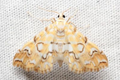H#4748 Elophila icciusalis