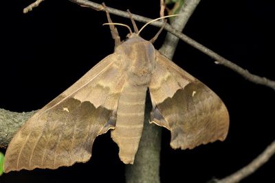 Modest Sphinx, H#7828 Pachysphinx modesta