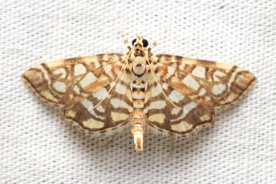 Bog Lygropia, Hodges#5250 Lygropia rivulalis