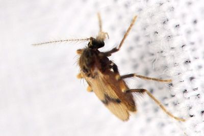 Frog-biting Midge (Corethrella sp.), family Corethrellidae