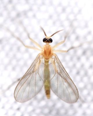 Diadocidia ferruginosa, family Diadocidiidae