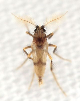 Frog-biting Midge (Corethrella sp.), family Corethrellidae