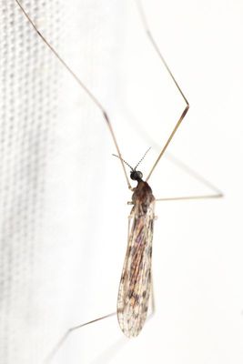 Rhipidia maculata
