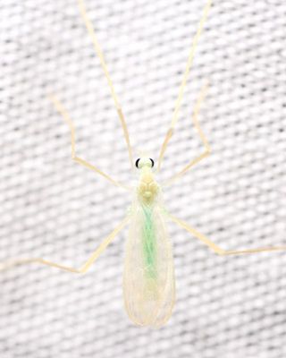 Erioptera (Erioptera) chlorophylla