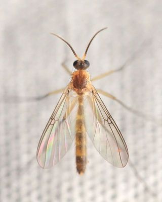 Mycomya sp. (Mycomyinae)