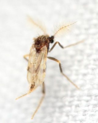 Frog-biting Midge (Corethrella sp.), family Corethrellidae