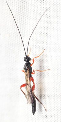 Family Ichneumonidae - Ichneumon Wasps