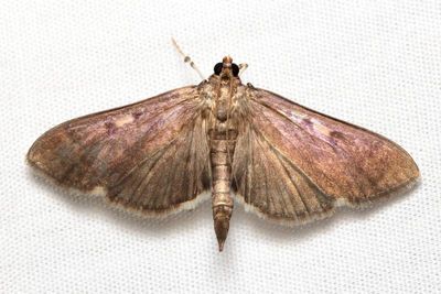 Hodges#5279.1 Herpetogramma sphingealis