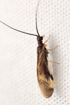 Spongillafly (Climacia areolaris), family Sisyridae