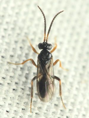 Family Braconidae - Braconid Wasps