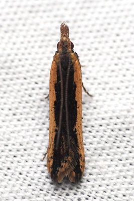 Palmerworm Moth, Hodges#2281 Dichomeris ligulella