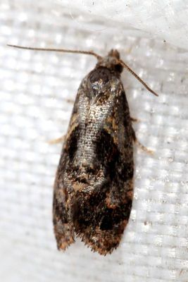 Family Tortricidae - Tortricid Moths