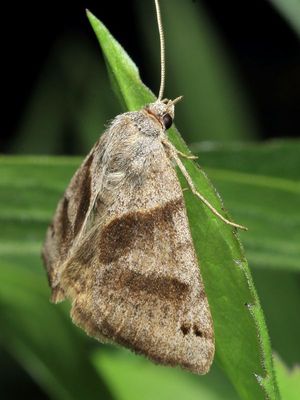 Family Erebidae