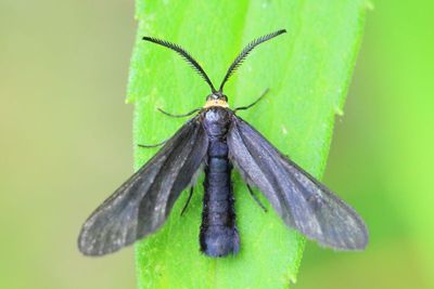 Order Lepidoptera - Butterflies and Moths