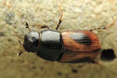 Family Scarabaeidae - Scarabs