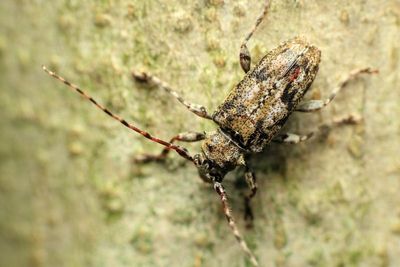 Family Cerambycidae - Longhorn Beetles